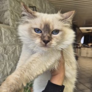 Yavanna of True Love